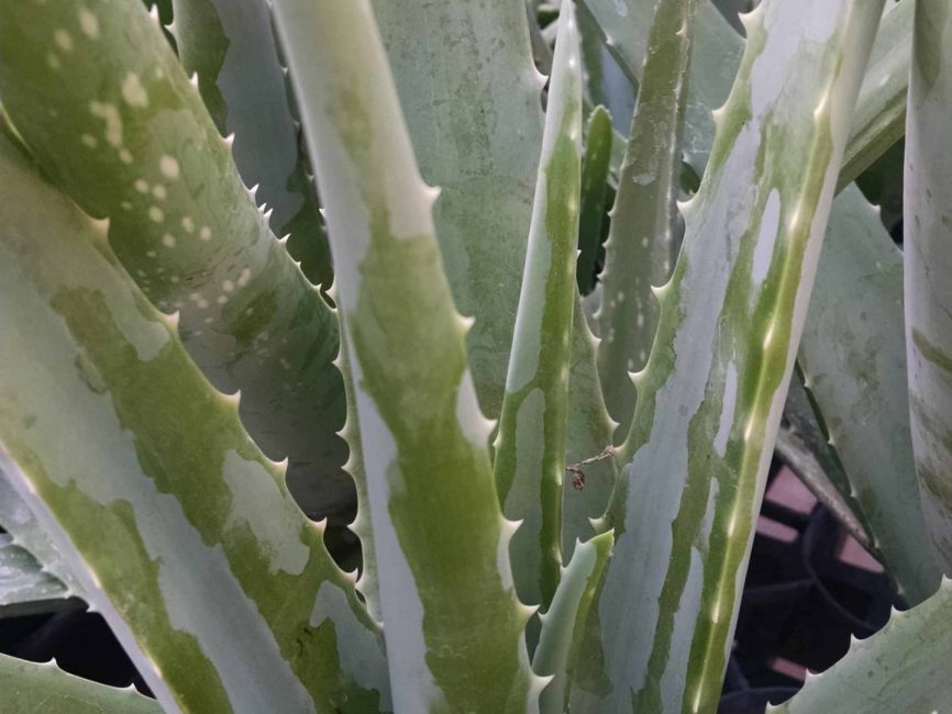 aloe vera detail image