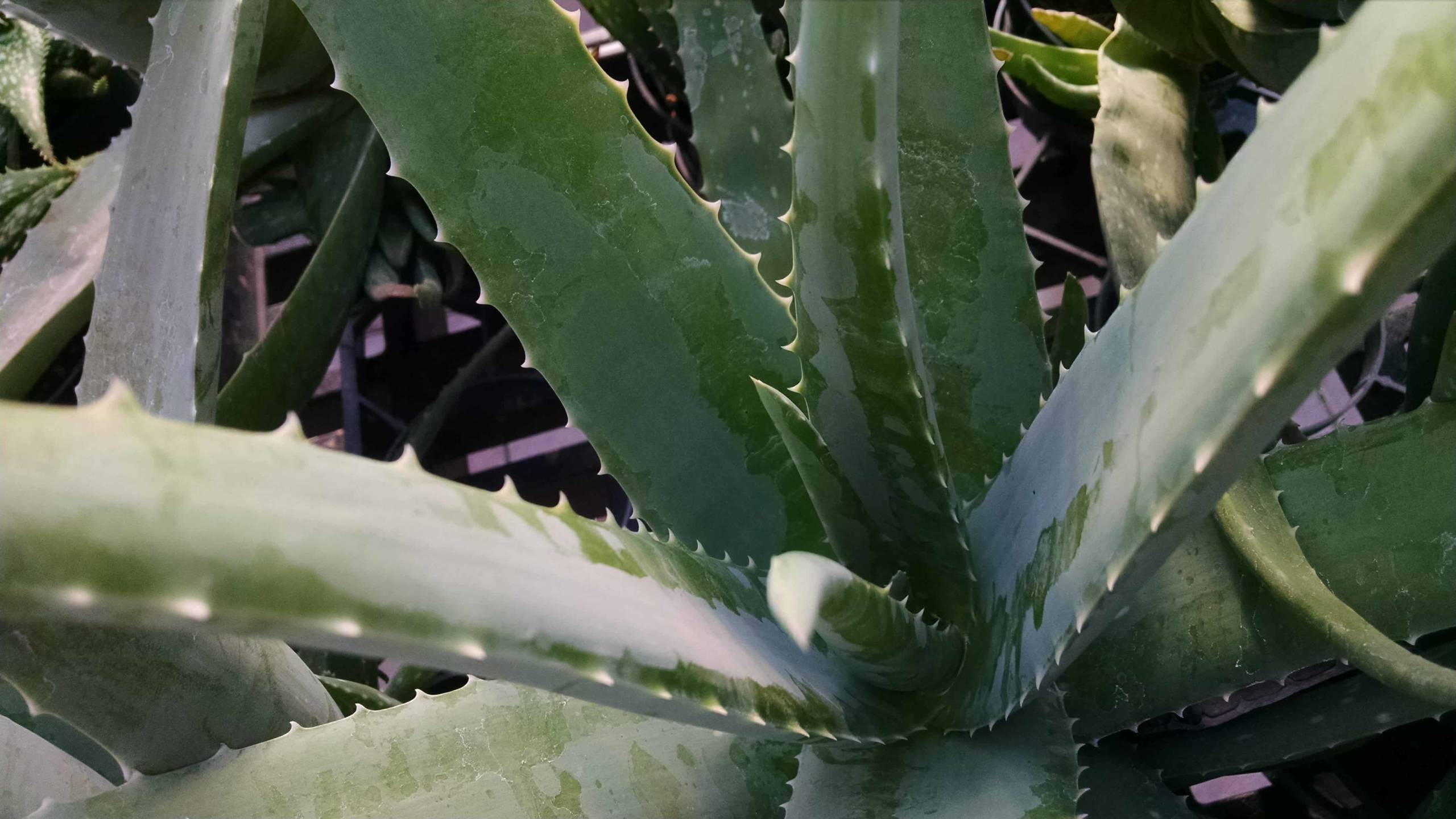 Aloe Vera - Image 2
