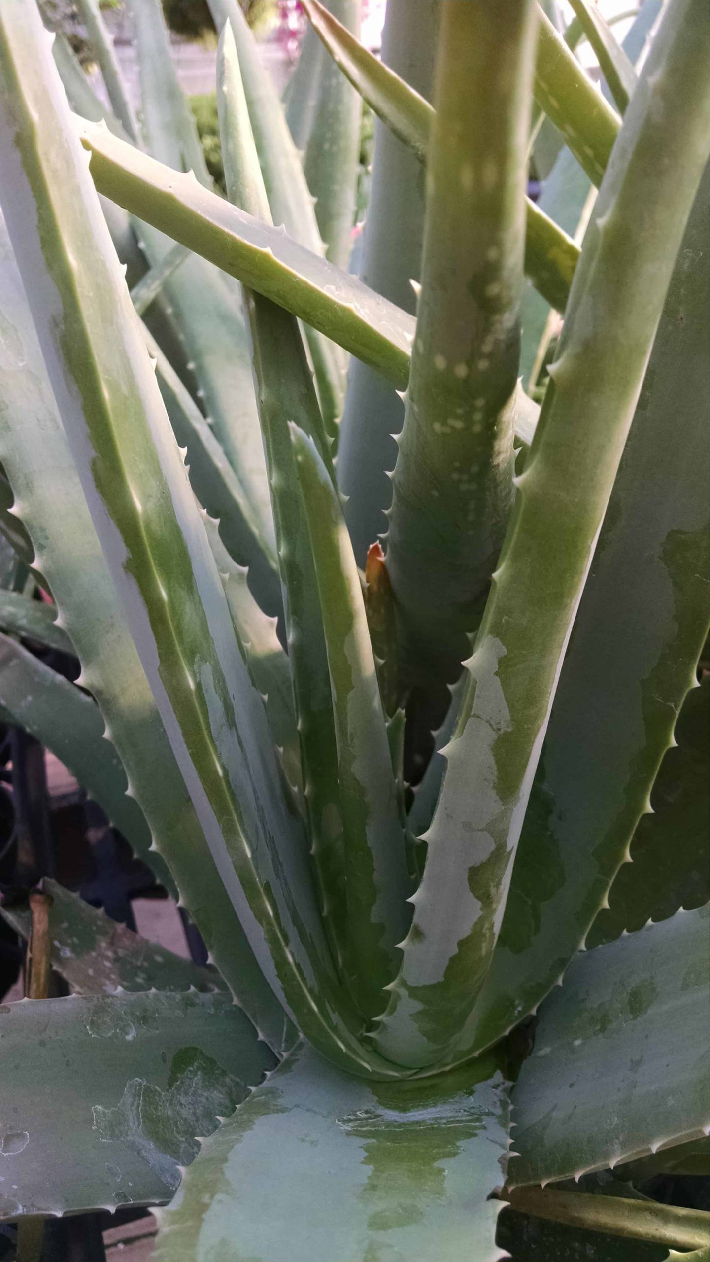 Aloe Vera - Image 3