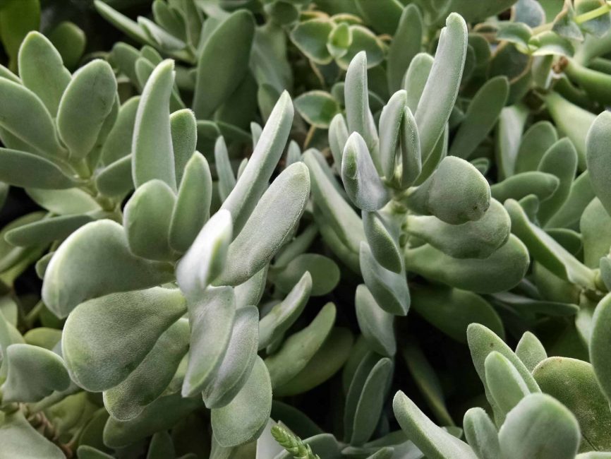 Crassula cephalophora with grey-blue paddle-shaped foliage by Studley Flower Gardens