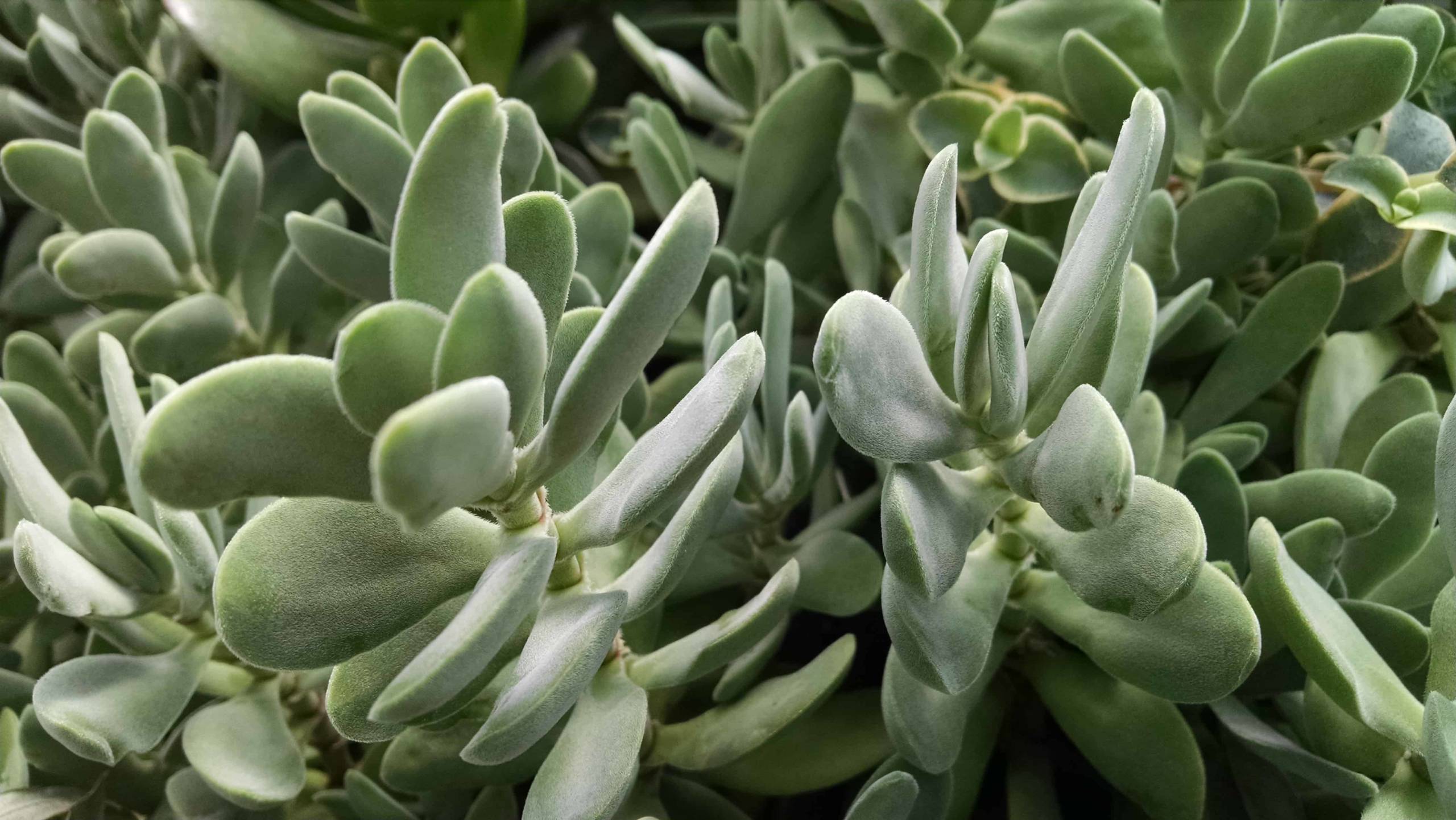 Crassula Cephalophora - Image 2