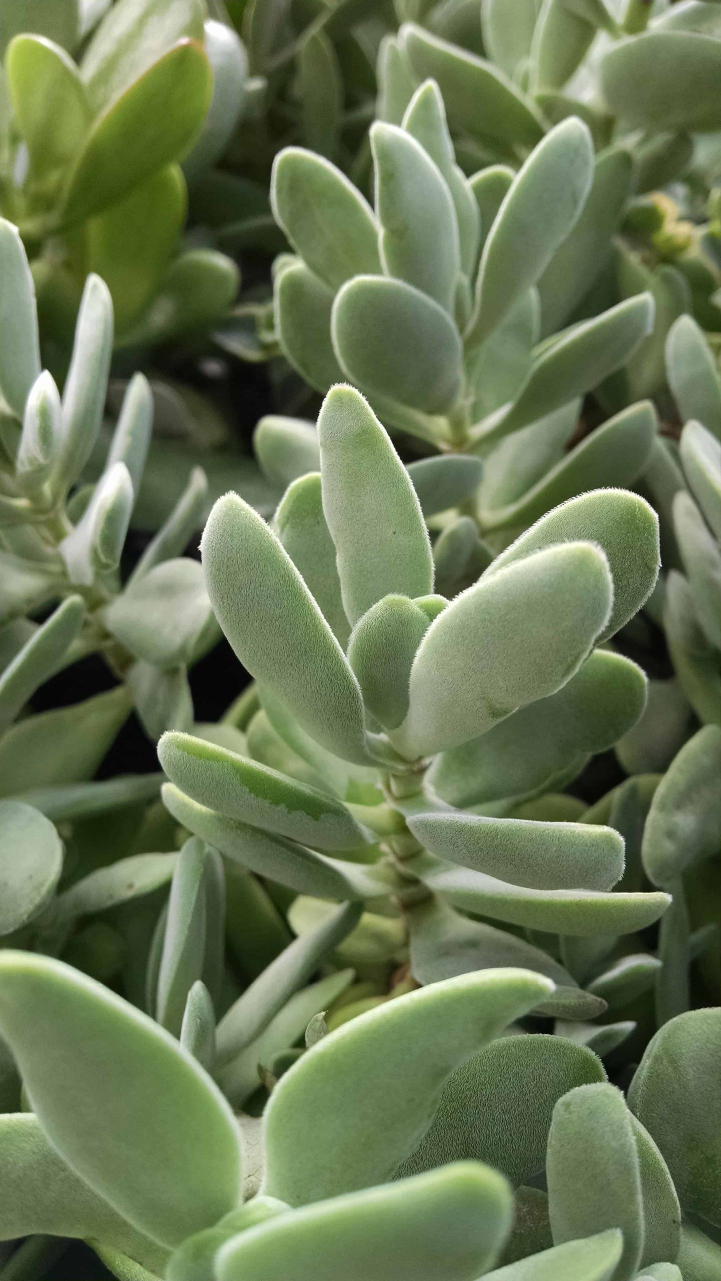 Crassula Cephalophora - Image 3