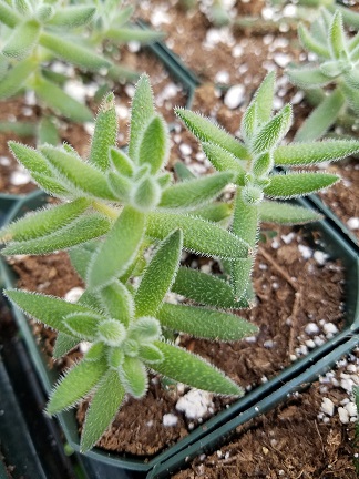 Crassula mesembryanthemoides - Image 2