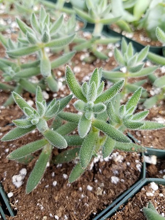 Crassula mesembryanthemoides - Image 3