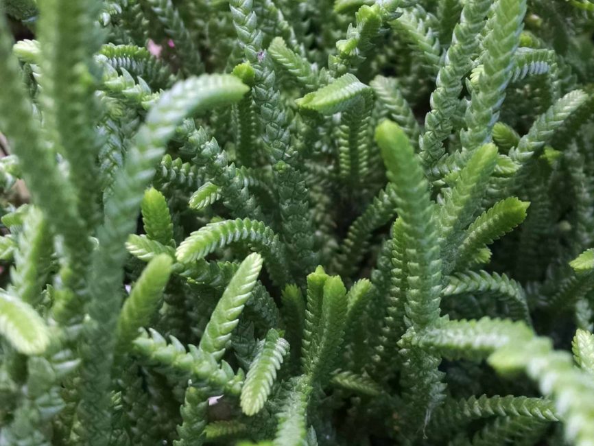rat tail crassula detail image