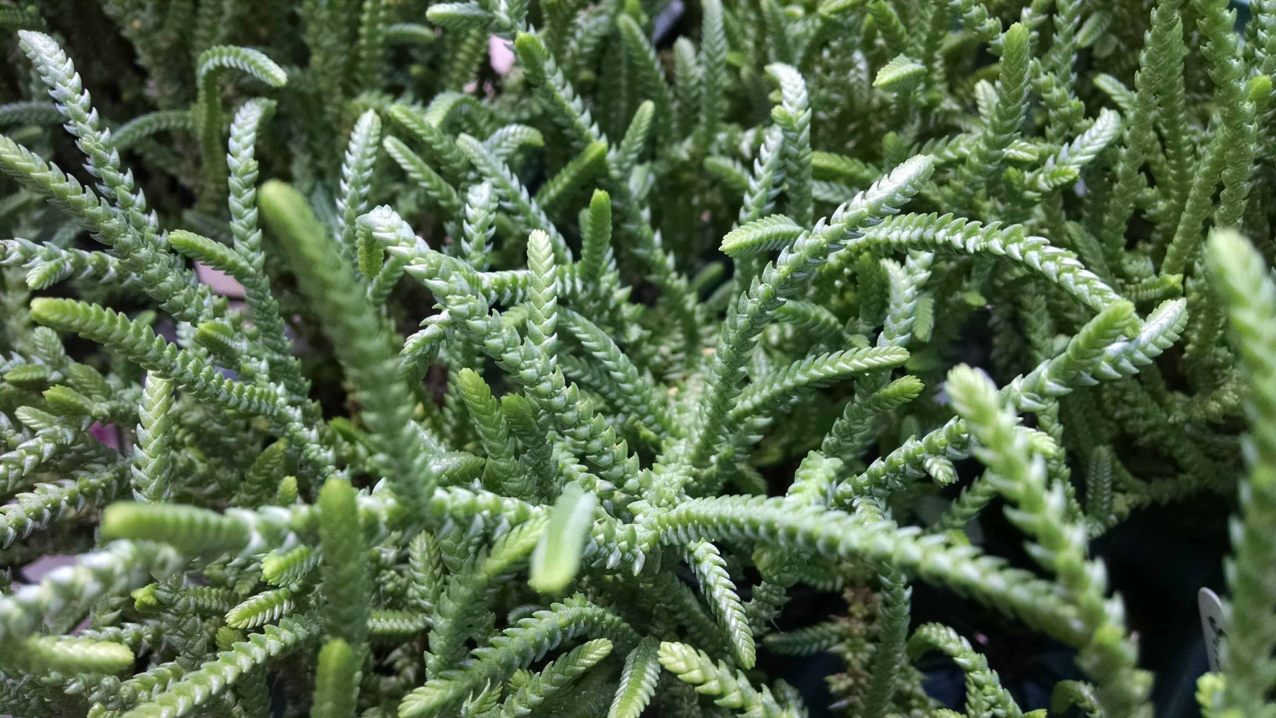 Rat Tail Crassula - Image 2
