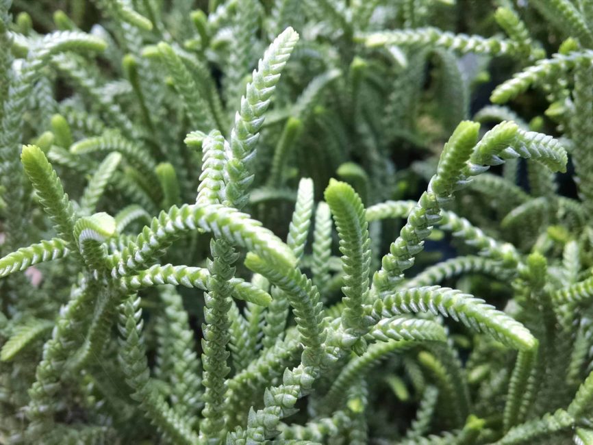 Rat tail crassula trailing succulent stems by Studley Flower Gardens