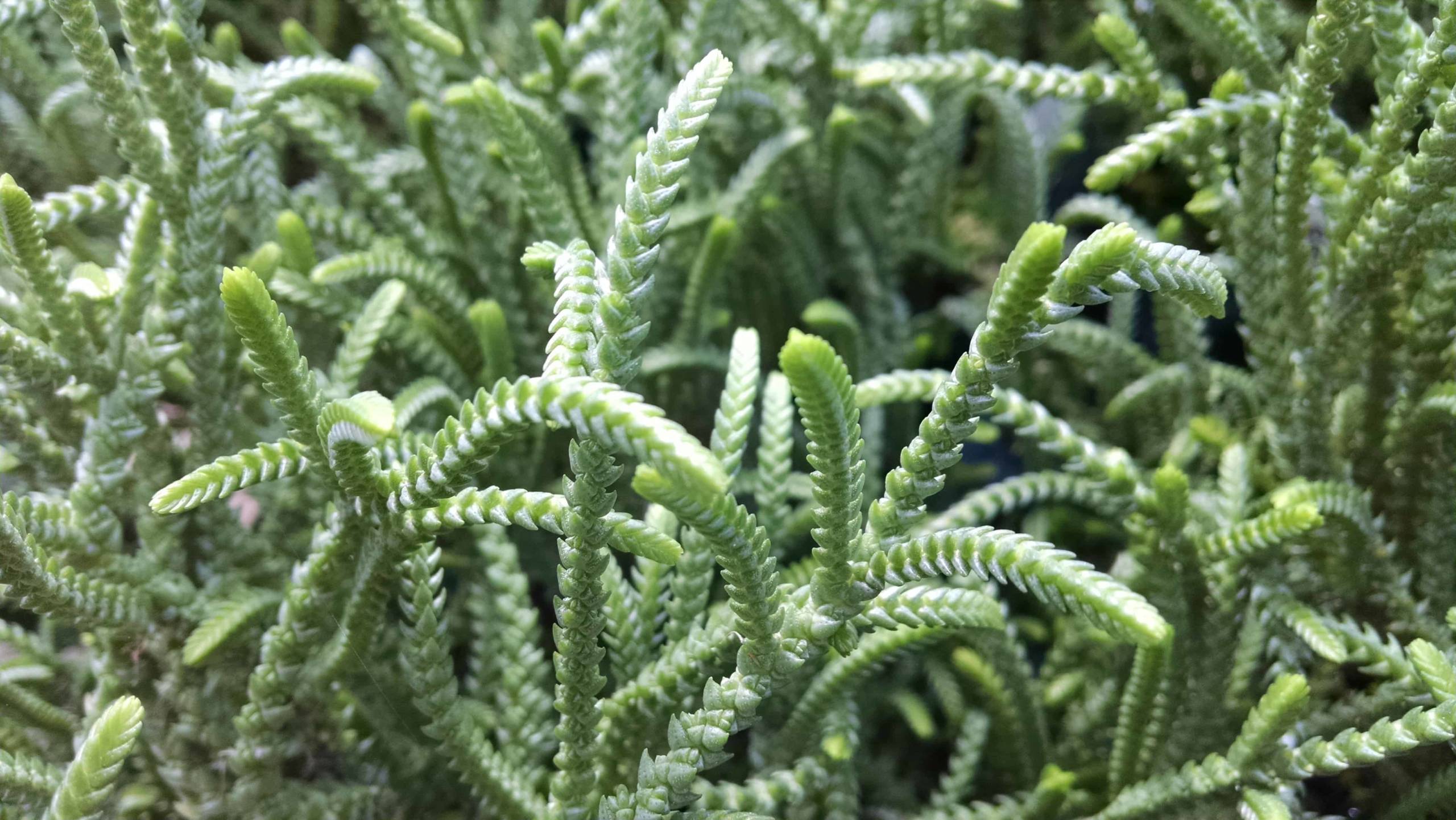 Rat Tail Crassula - Image 3