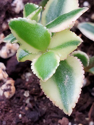 Variegated Trailing Jade - Image 2