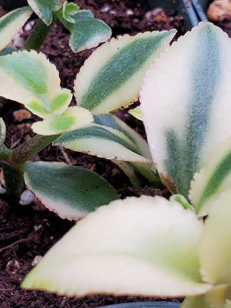 Variegated Trailing Jade - Image 3