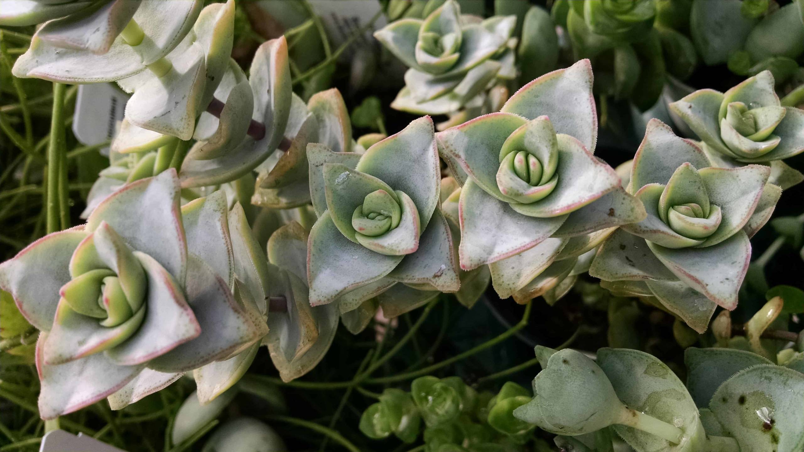 String of Buttons - Image 2