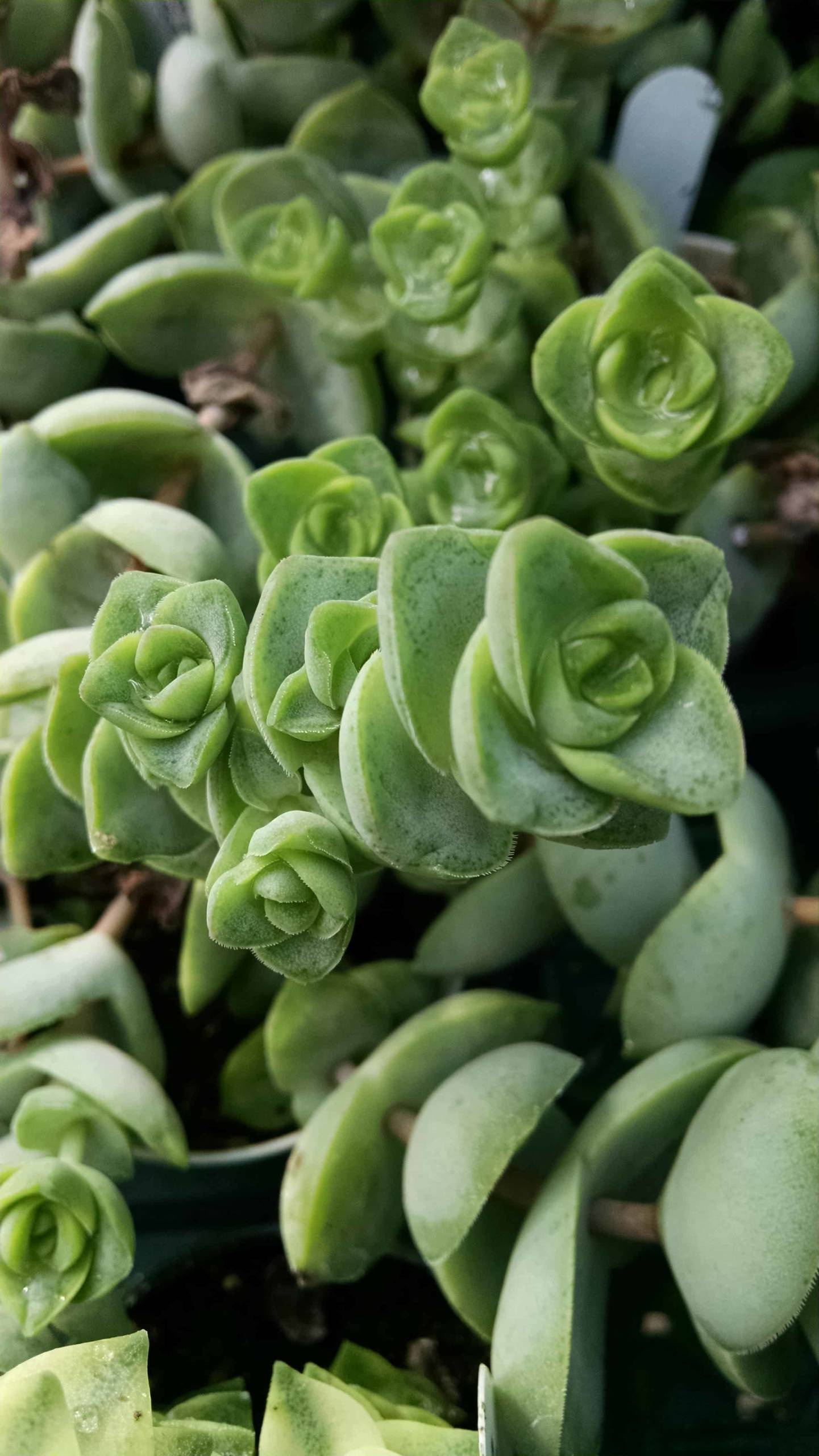 String of Buttons - Image 3