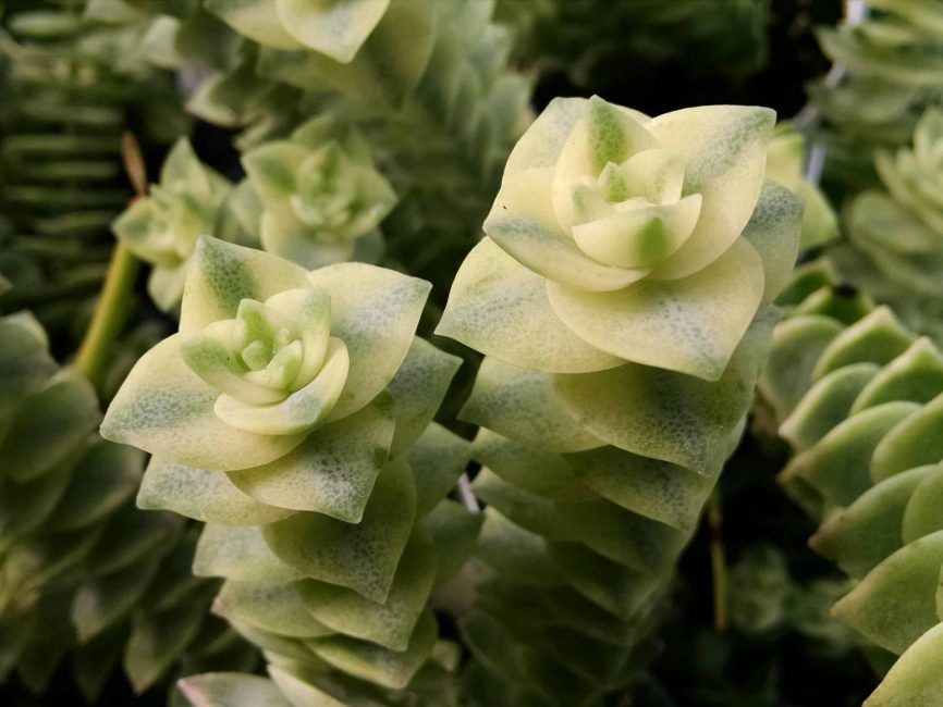 variegated string of buttons detail image