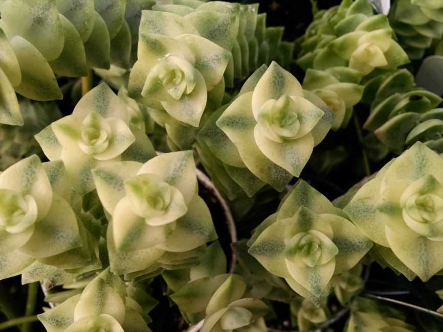 Variegated string of buttons succulent with trailing variegated stems by Studley Flower Gardens