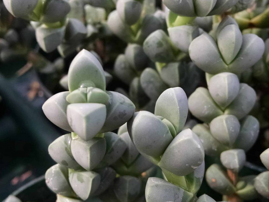 Ice plant succulent with trailing stems by Studley Flower Gardens featuring SUDELOSP scaled