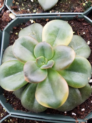 Chroma Echeveria - Image 2