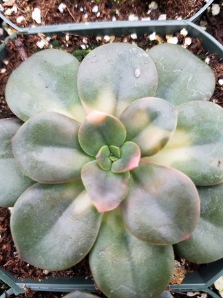 Chroma Echeveria - Image 3