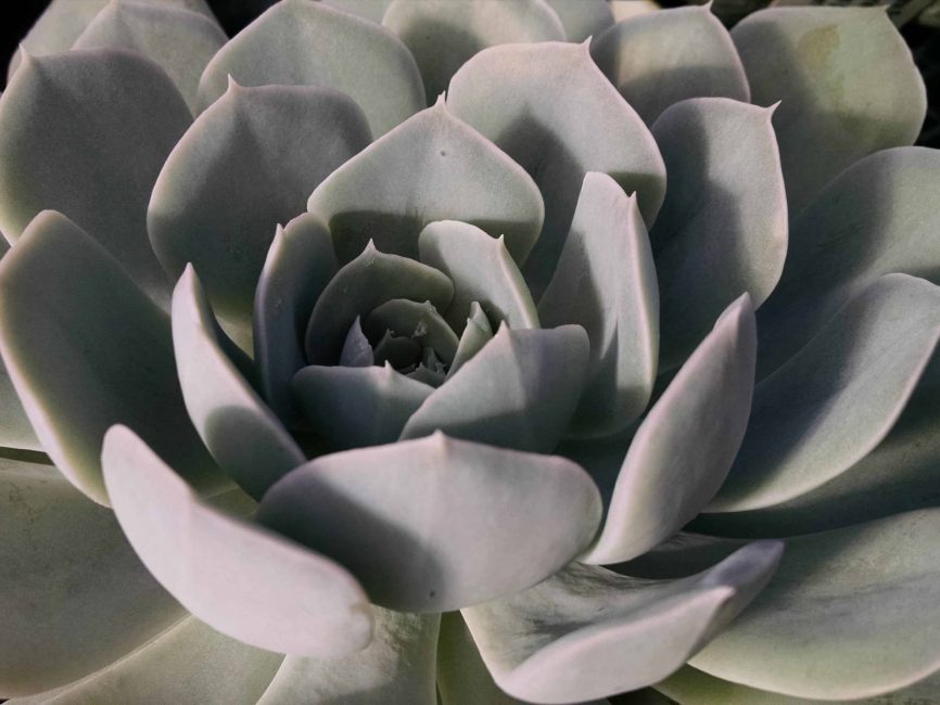 Holy Gate Echeveria rosette succulent with bluish-green, pink-tipped foliage by Studley Flower Gardens