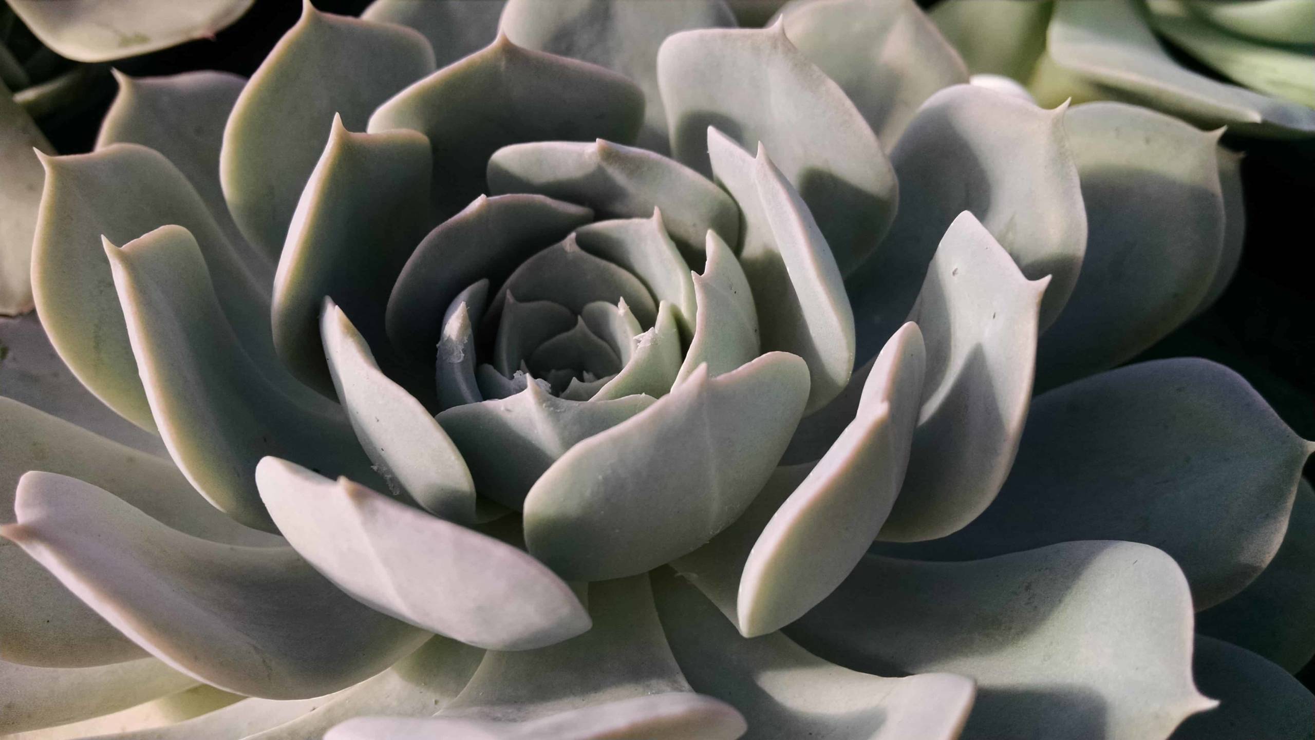 Holy Gate Echeveria - Image 2