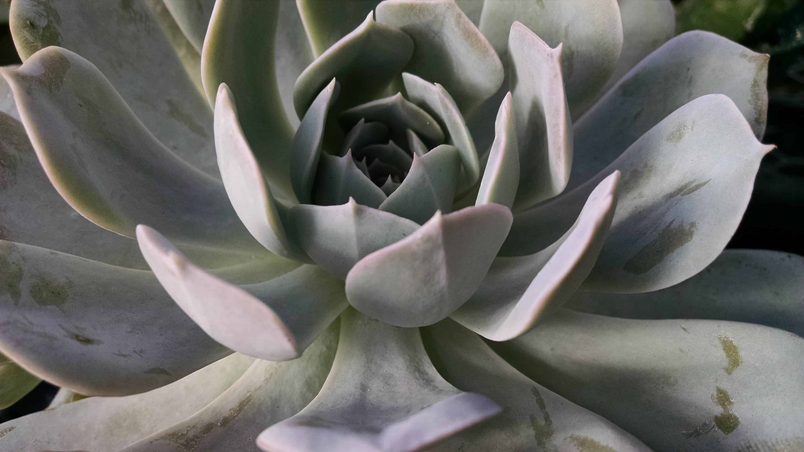Holy Gate Echeveria - Image 3