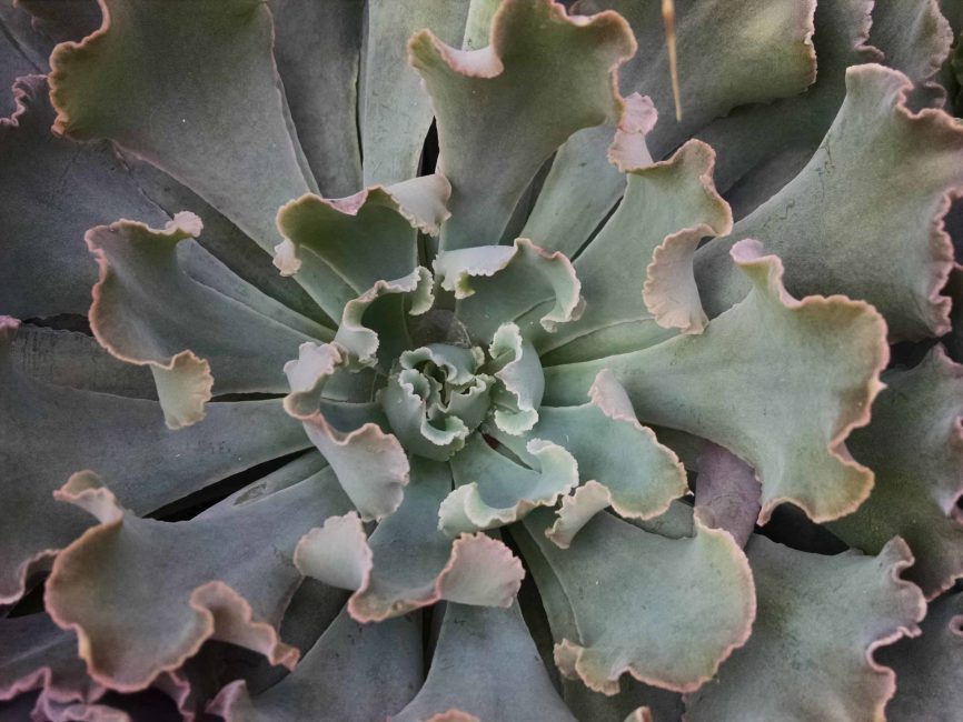 Shaviana echeveria rosette with wavy gray-blue foliage by Studley Flower Gardens