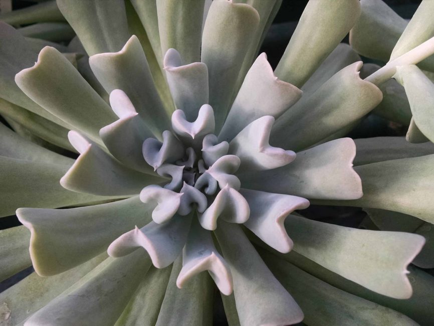topsy turvy echeveria detail image