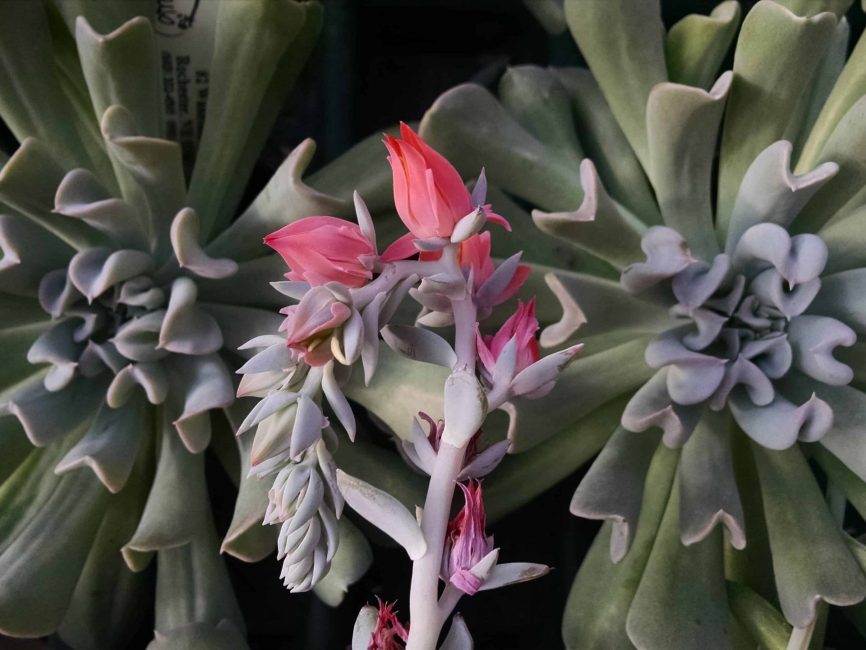 Topsy Turvy Echeveria succulent with scaled rosette form by Studley Flower Gardens