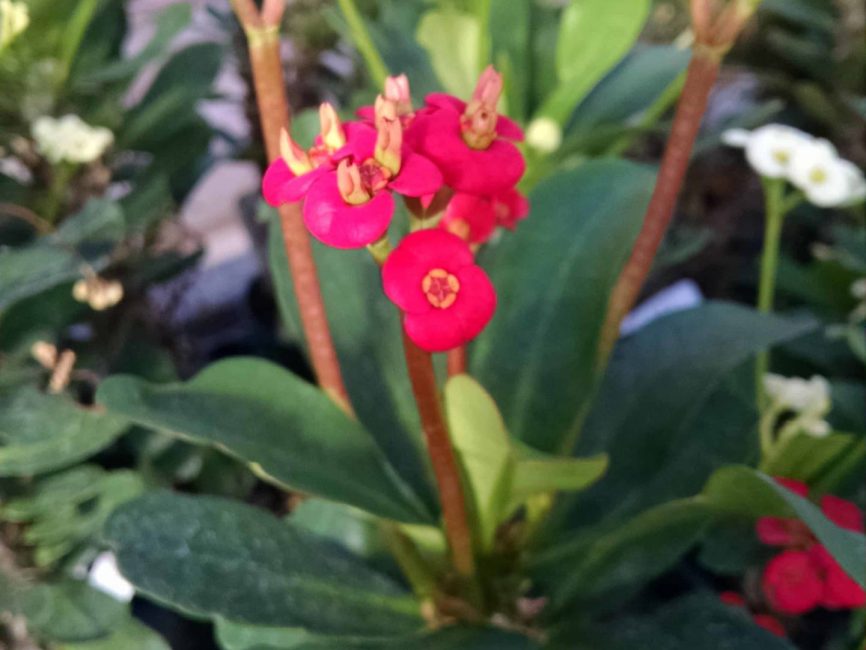 red crown of thorns detail image