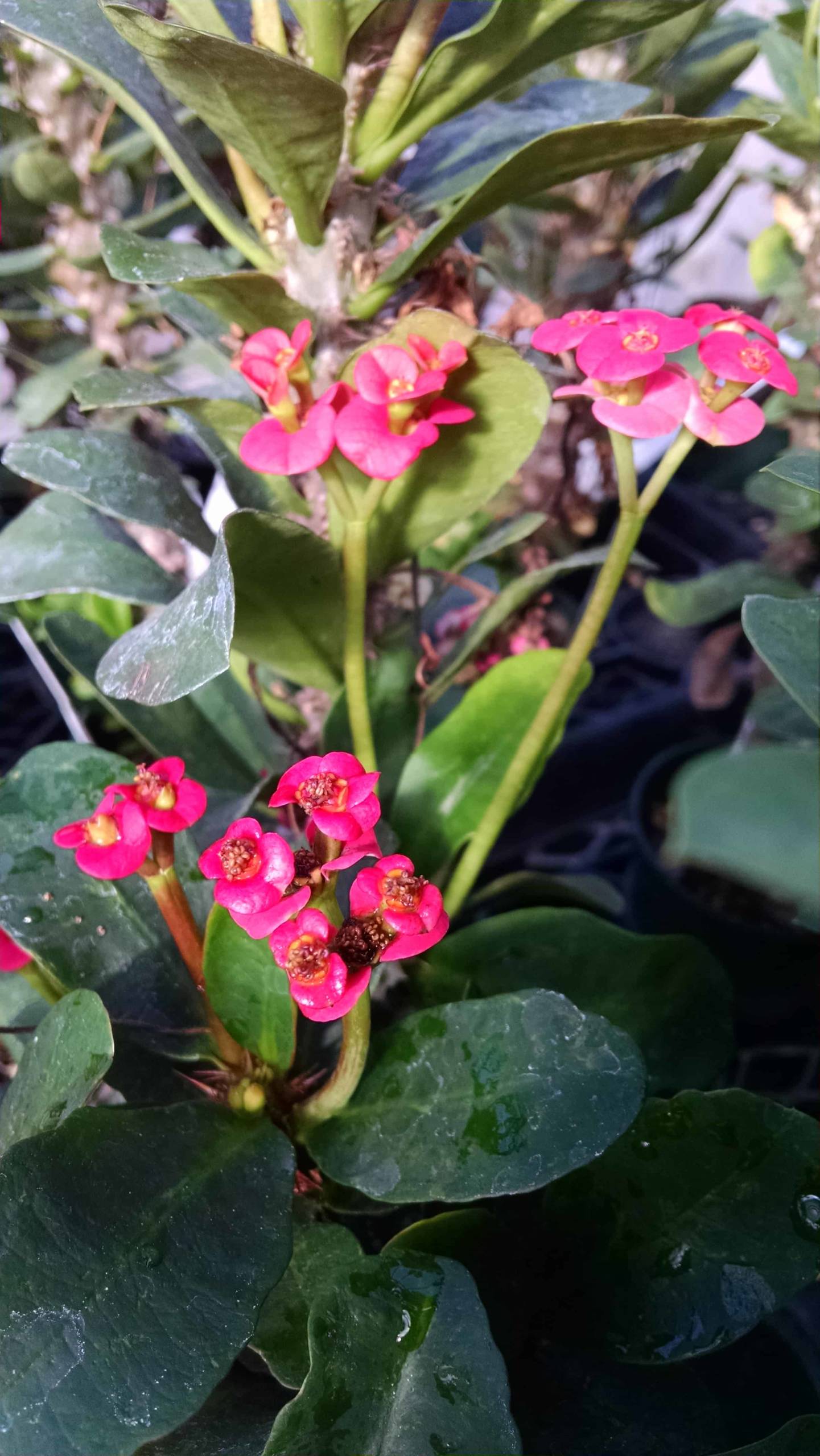 Red Crown Of Thorns - Image 2