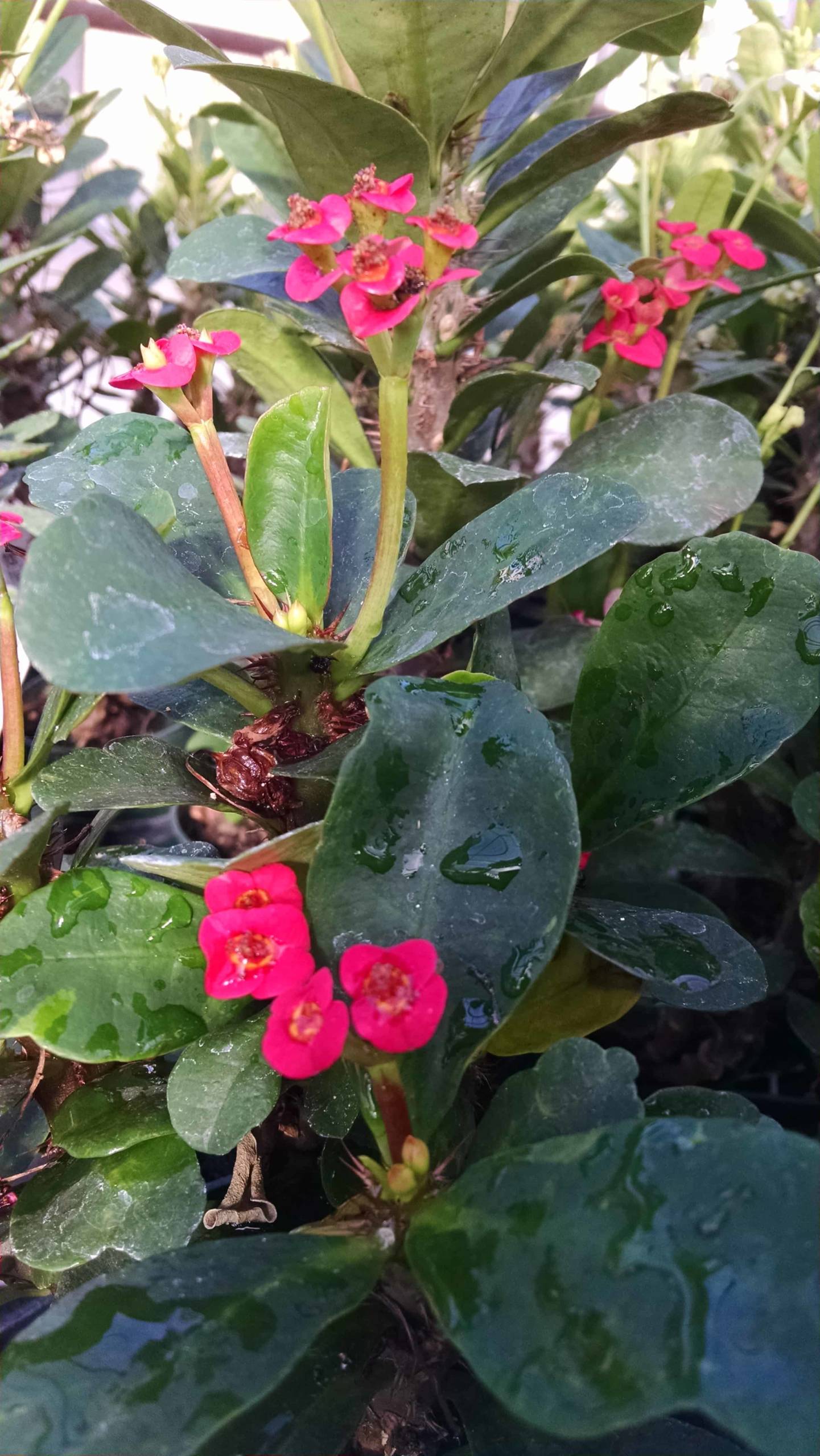 Red Crown Of Thorns - Image 3