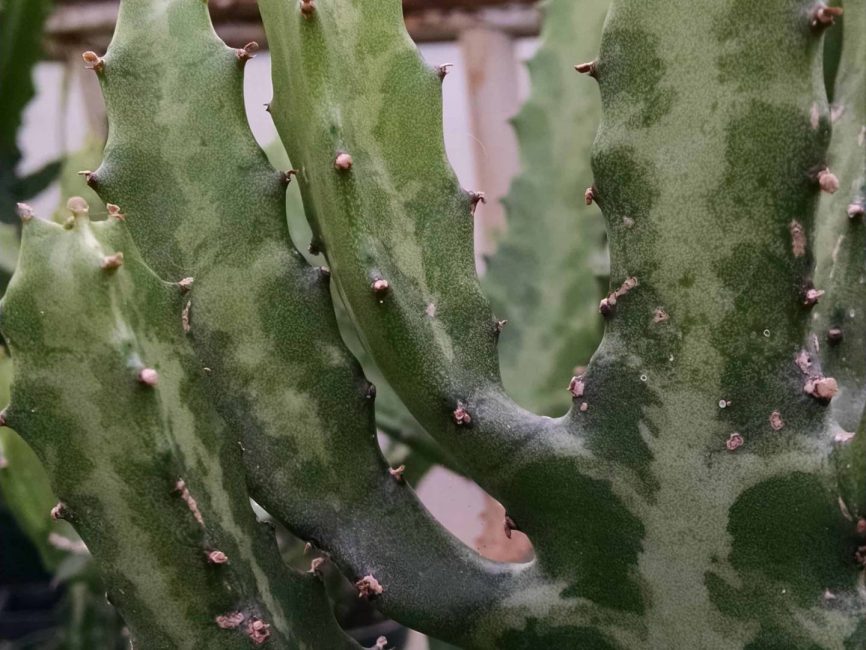 variegated euphorbia cactus detail image