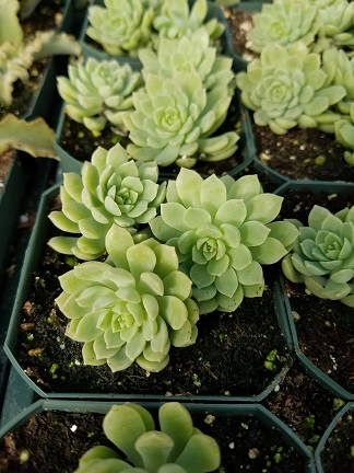 Graptopetalum glassii - Image 2