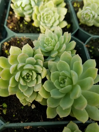 Graptopetalum glassii - Image 3