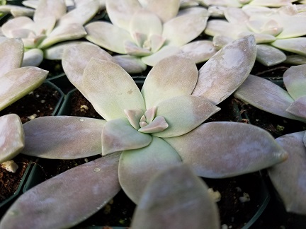 Five Stamen Graptopetalum - Image 2