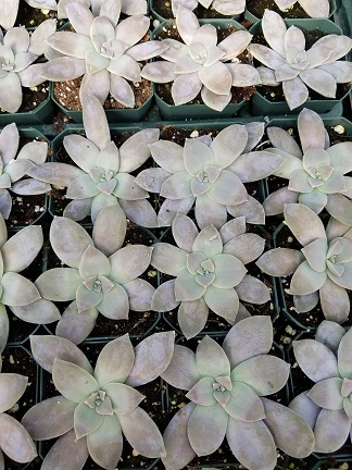 Five Stamen Graptopetalum - Image 3