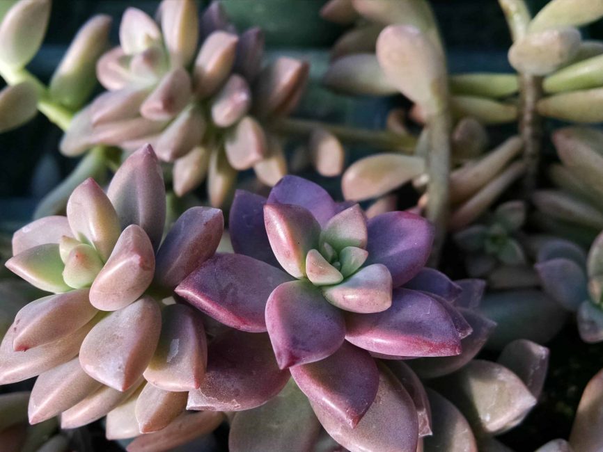 vera higgins graptosedum detail image