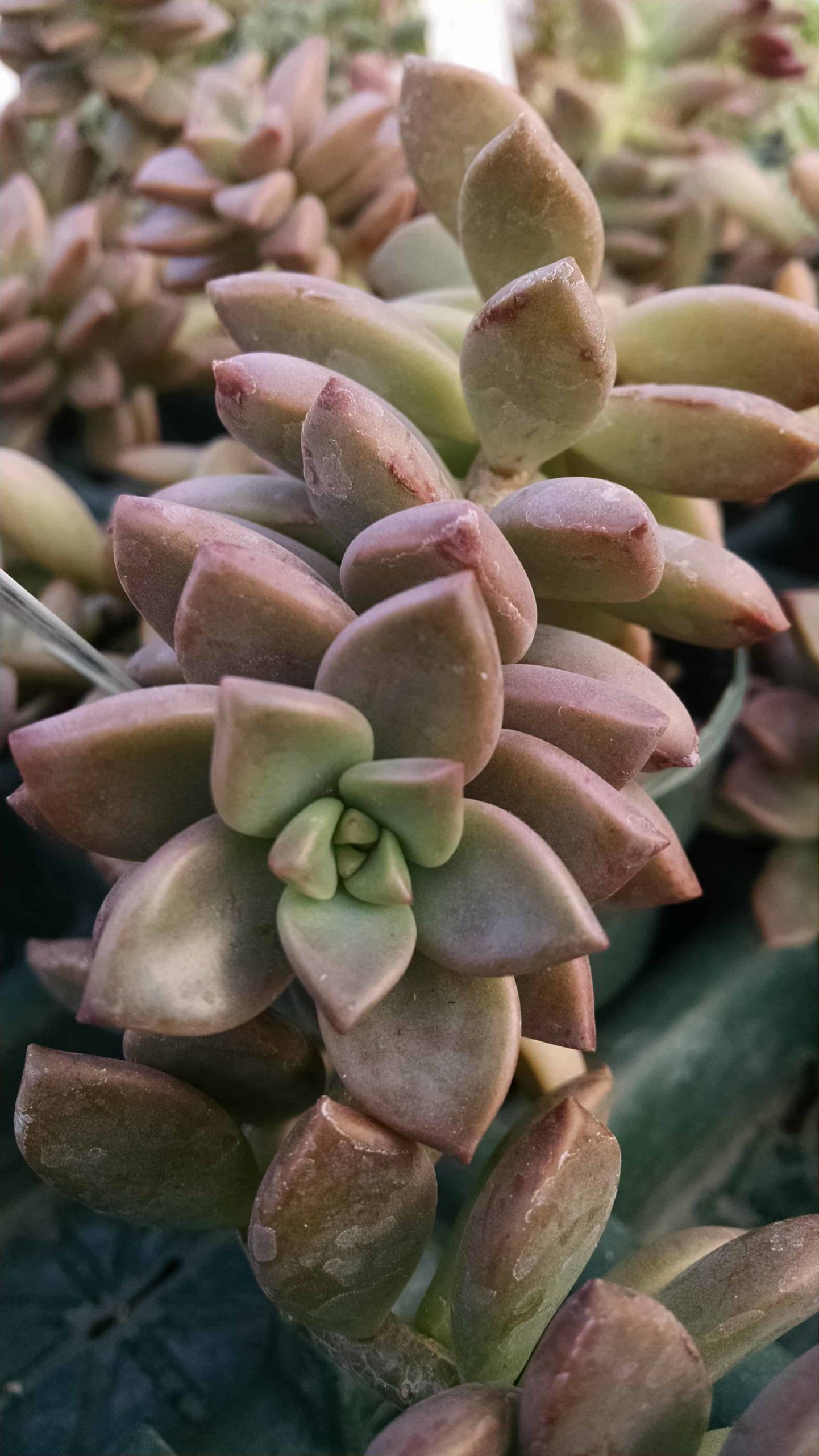 Vera Higgins Graptosedum - Image 2