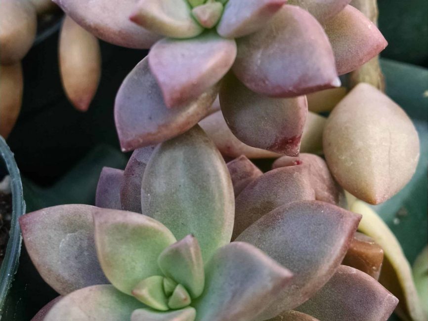 Vera Higgins Graptosedum succulent with compact rosettes by Studley Flower Gardens