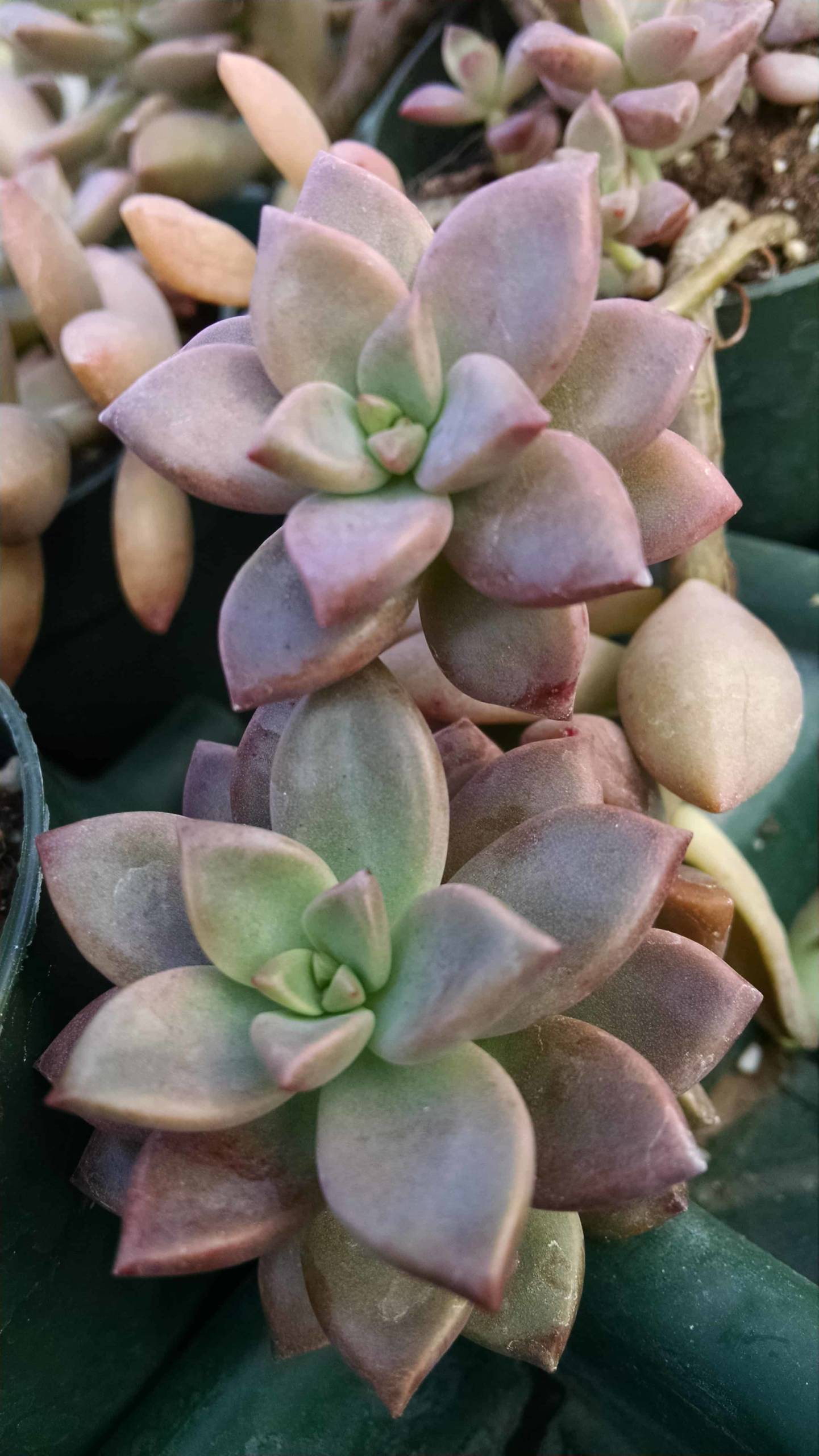 Vera Higgins Graptosedum - Image 3