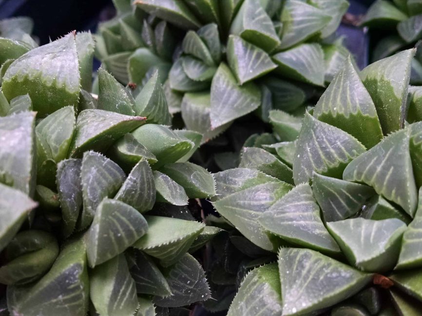 haworthia retusa detail image