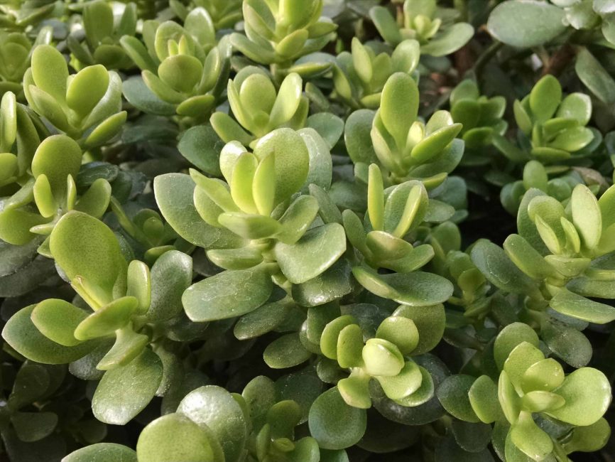 Baby Jade succulent with glossy green leaves by Studley Flower Gardens