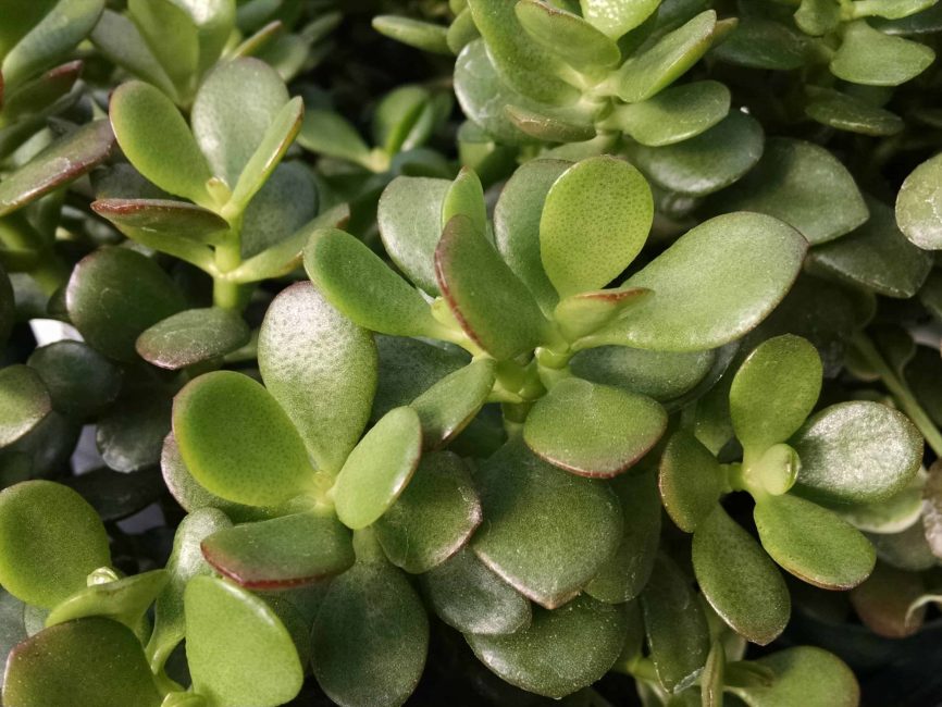Baby Jade succulent for windowsill growing by Studley Flower Gardens