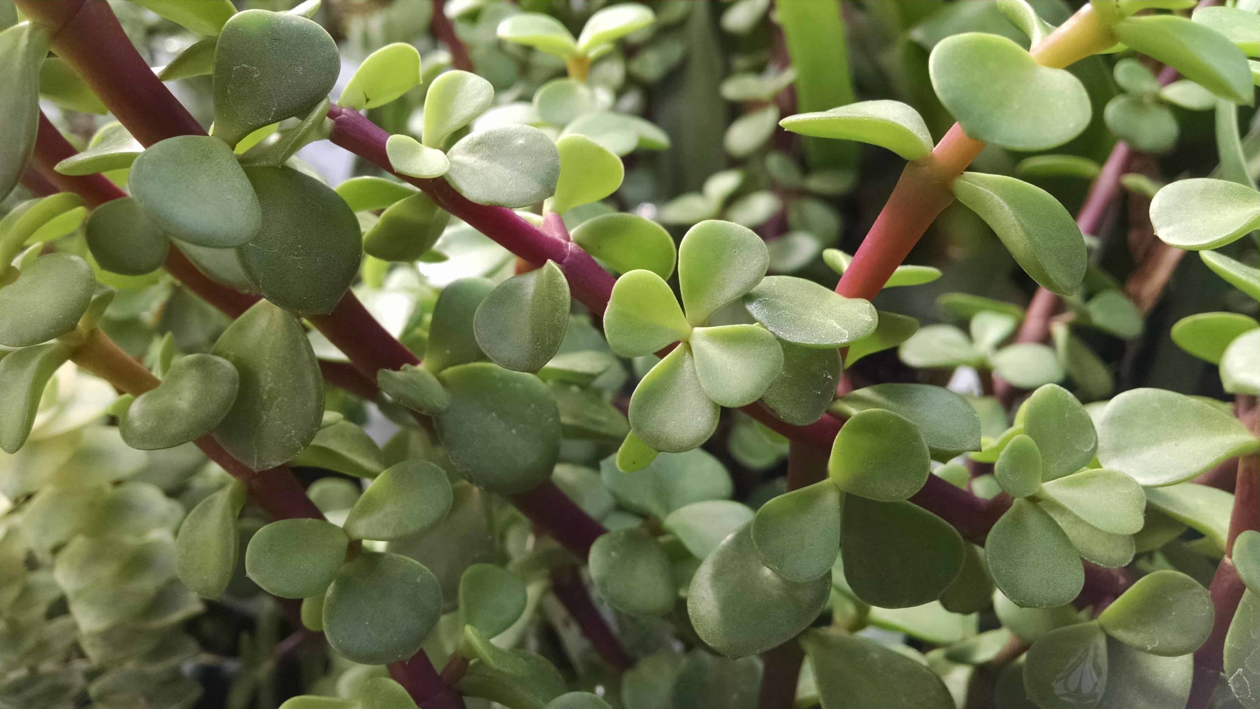 Miniature Jade Plant, Upright Jade - Image 2