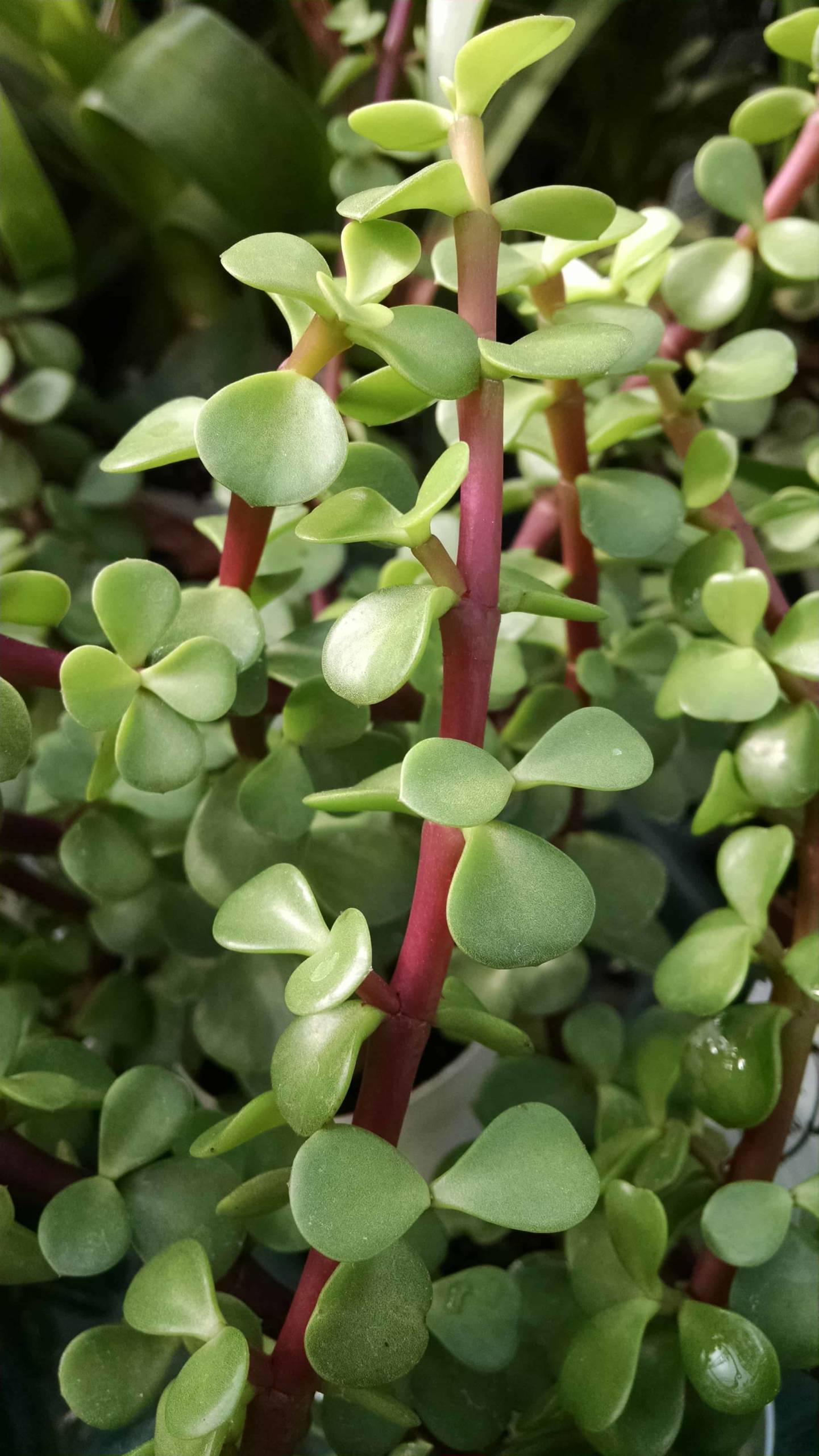 Miniature Jade Plant, Upright Jade - Image 3
