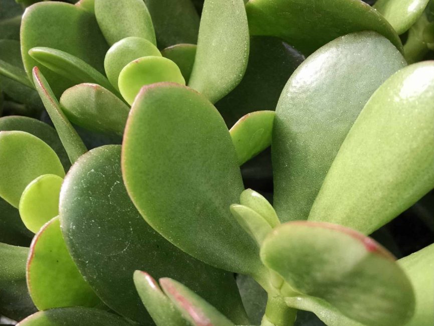 Jade plant succulent with shiny deep green foliage by Studley Flower Gardens
