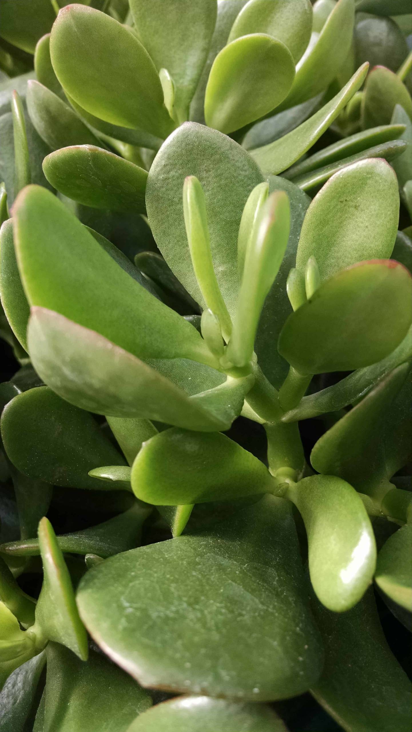 Jade Plant - Image 2
