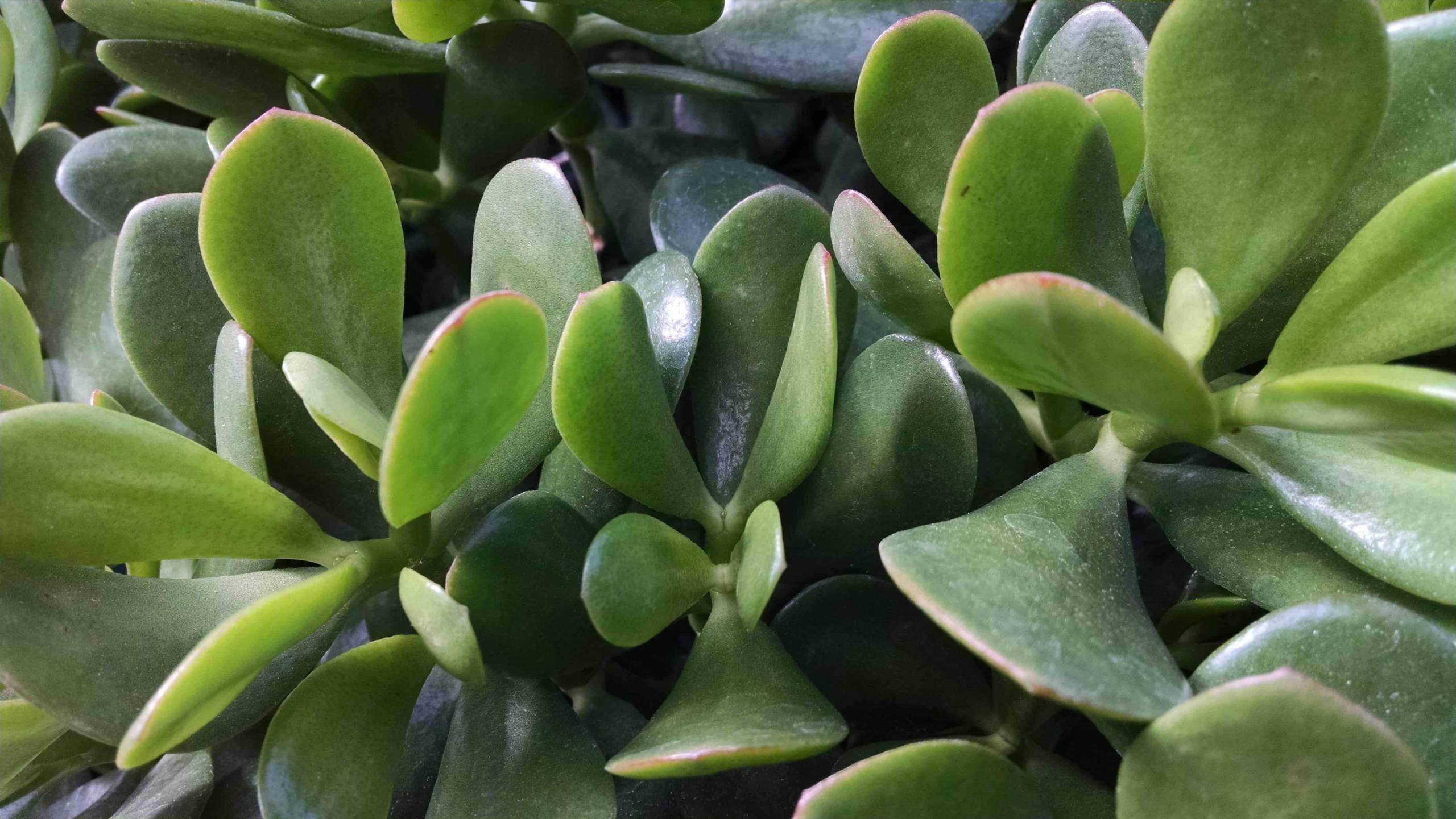 Jade Plant - Image 3