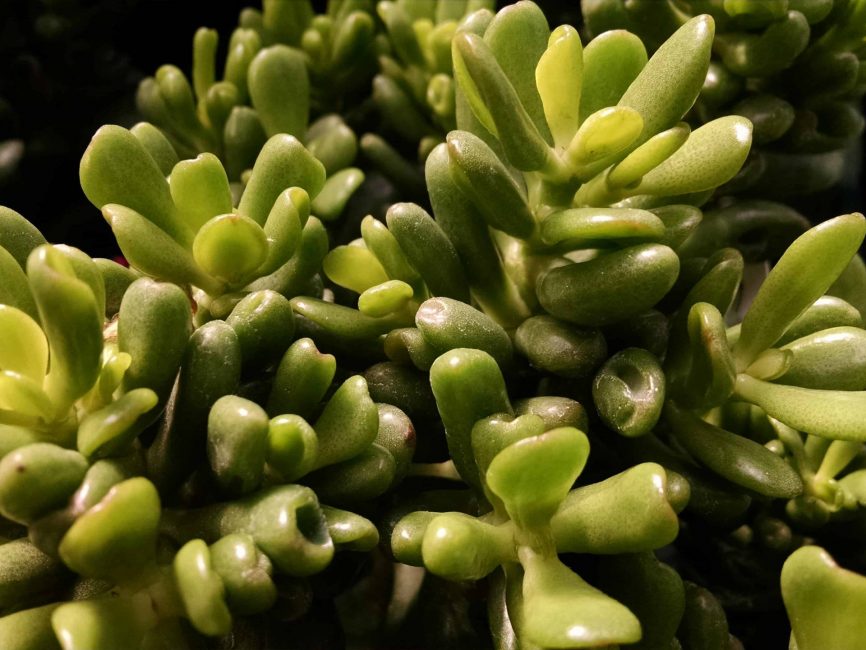 spoon jade, hobbit jade detail image