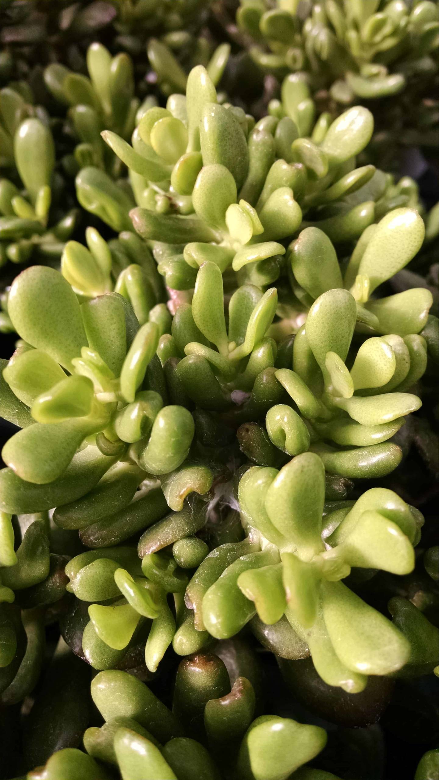 Spoon Jade, Hobbit Jade - Image 2