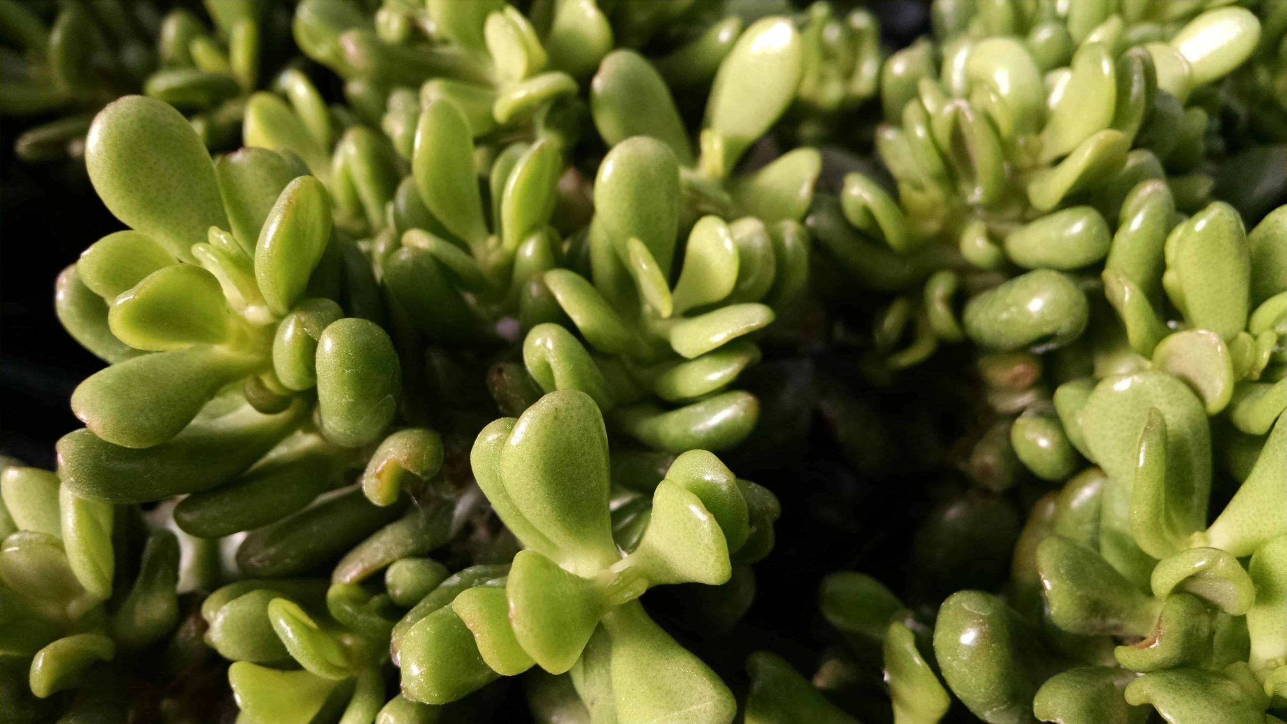 Spoon Jade, Hobbit Jade - Image 3